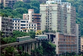 泰榕 泰榕