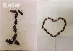 蟑螂告白 蟑螂告白