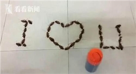 蟑螂告白 蟑螂告白