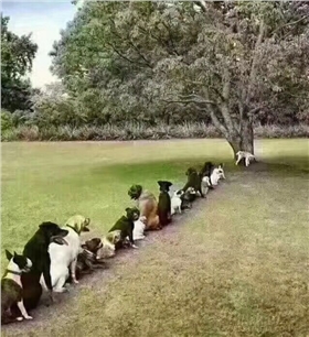狗狗排队上厕所